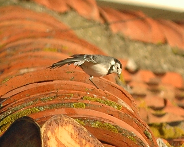 ballerina bianca - Motacilla alba